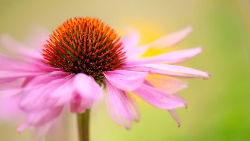 Echinacea (a.k.a. Purple Coneflower)