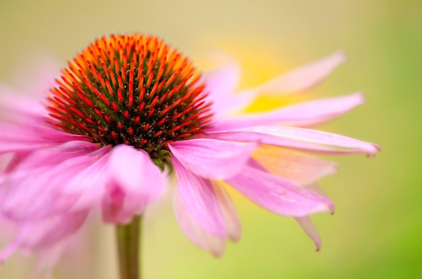 Echinacea (a.k.a. Purple Coneflower)